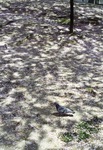 プロジェクト_20090413_0023.jpg